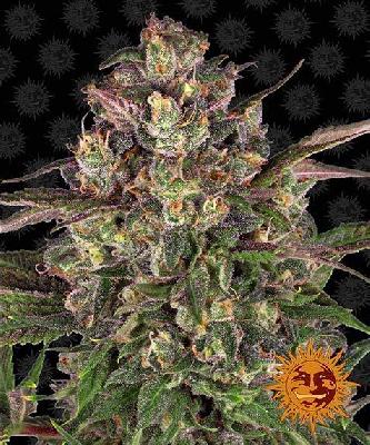 Peyote Critical 1 Semilla Feminizada Barneys Farm