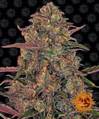 Pineapple Chunkl 1 Semilla Feminizada Barneys Farm