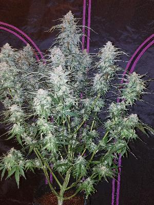 Pineapple Express 1 Semilla Feminizada Autofloreciente