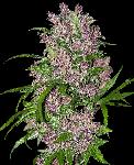 Purple Bud 1 Semilla Autofloreciente 
