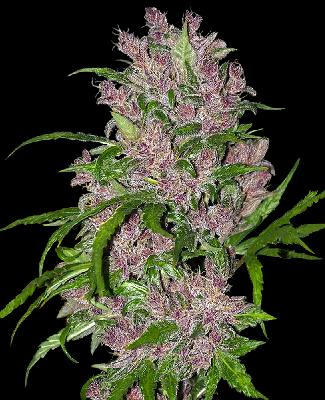 Purple Bud 1 Semilla Autofloreciente 