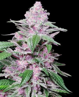 Purple Cookie Kush 3 Semillas Feminizadas