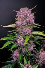 Purple Lemonade 10 Semillas Feminizadas Autoflorecientes