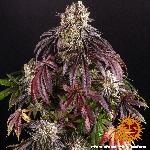 Purple Punch 1 Semilla Feminizada Barneys Farm