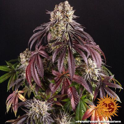 Purple Punch 1 Semilla Feminizada Barneys Farm