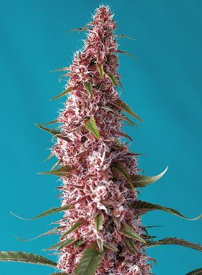 Red Pure Auto Cbd 3 + 1 Semillas Autoflorecientes 