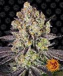 Runtz 1 Semilla Feminizada Barneys Farm