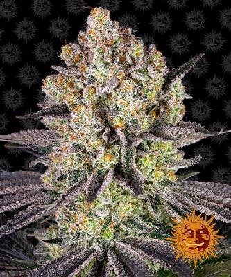 Runtz 1 Semilla Feminizada Barneys Farm