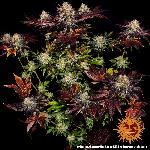 Runtz X Layer Cake 1 Semilla Feminizada Barneys Farm