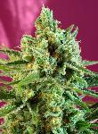S.a.d. Sweet Afgani Delicious Cbd® 3 + 1 Semillas  Feminizadas
