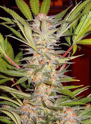 S.a.d. Sweet Afgani Delicious S1® 5 + 2 Semillas Feminizadas