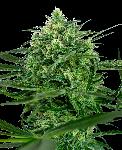 Sensi Amnesia 1 Semilla Feminizada