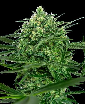 Sensi Amnesia 1 Semilla Feminizada