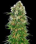 Shiva Skunk - 1 Semilla Feminizada Autofloreciente