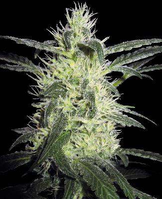 Silver Haze 1 Semilla Feminizada