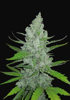 Sour Diesel 1 Semilla Feminizada Autofloreciente