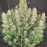 Strawberry Banana 1 Semilla Feminizada Autofloreciente