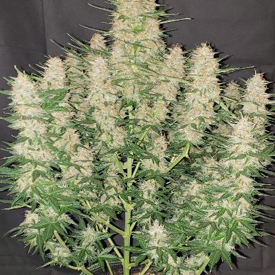 Strawberry Banana 1 Semilla Feminizada Autofloreciente