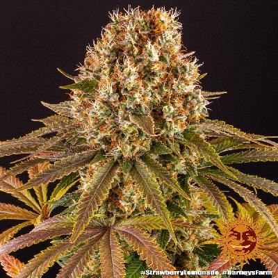 Strawberry  Lemonade 1 Semilla Feminizada Barneys Farm