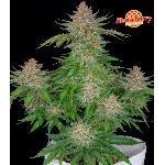 Strawberry Pie 1 Semilla Feminizada Autofloreciente