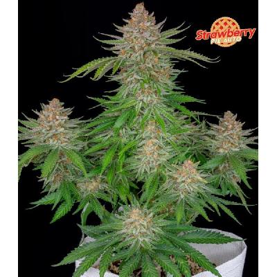 Strawberry Pie 1 Semilla Feminizada Autofloreciente