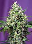Sweet Amnesia Haze Xl Auto® 3 + 1 Semillas Feminizadas Autoflorecientes 