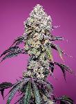 Sweet Mandarine Zkittlez F1 Fast Version ® 3 + 1 Semillas Feminizadas