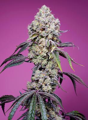 Sweet Mandarine Zkittlez F1 Fast Version ® 3 + 1 Semillas Feminizadas
