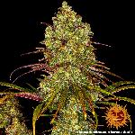 Tangerine Dream 1 Semilla Feminizada Barneys Farm