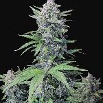 Tropicana Cookies  Auto* Fastbuds Seeds 1 Semilla Autofloreciente