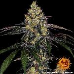 Watermelon Zkittlez 1 Semilla Feminizada Barneys Farm