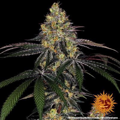 Watermelon Zkittlez 1 Semilla Feminizada Barneys Farm