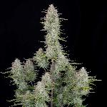 Wedding Cheesecake 1 Semilla Feminizada Autofloreciente