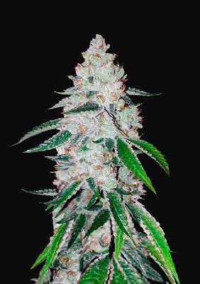 West Coast O.g. 1 Semilla Feminizada Autofloreciente