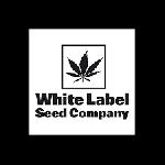 White Biscotti Og Xxl 3 Semillas Autoflorecientes