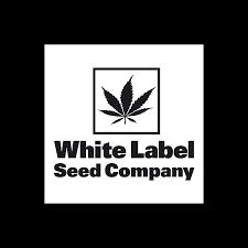 White Biscotti Og Xxl 3 Semillas Autoflorecientes