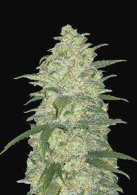 White Widow  1 Semilla Feminizada Autofloreciente