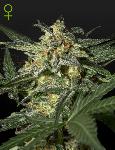 White Widow Auto  Semillas Feminizadas Autoflorecientes Green House