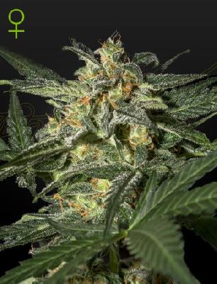 White Widow Auto  Semillas Feminizadas Autoflorecientes Green House