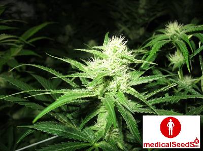 Y Griega 3 Semillas Feminizadas