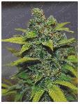 Zkittlez * Medical Seeds 3 Semillas Feminizadas