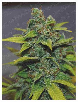 Zkittlez * Medical Seeds 3 Semillas Feminizadas