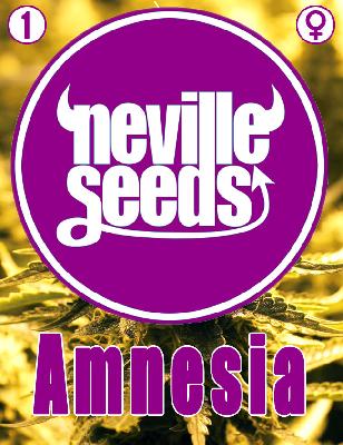 Amnesia Neville 1 Semilla