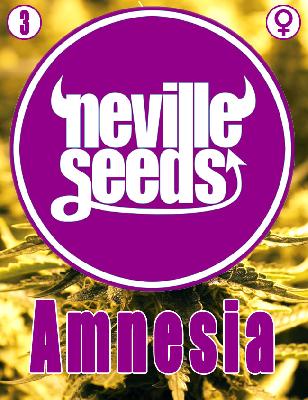 Amnesia Neville 3 Semillas